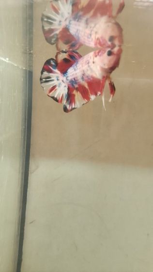 ปลากัด รูปที่ 2