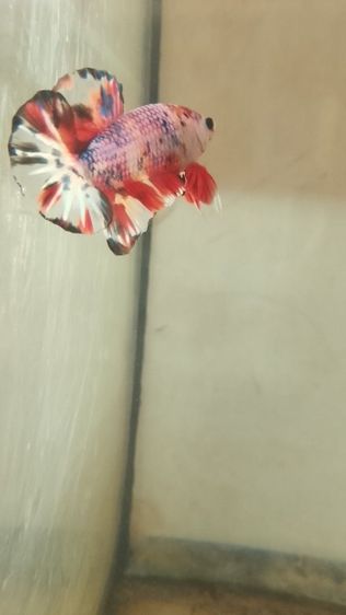 ปลากัด รูปที่ 3