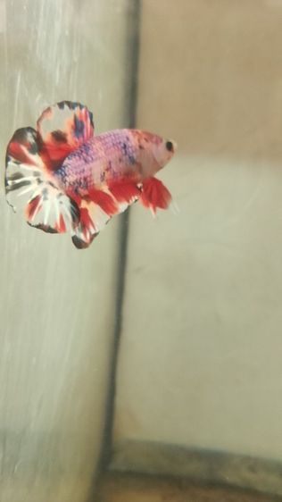 ปลากัด รูปที่ 7