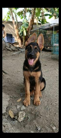 เยอรมันเชพเพิร์ด  เฝ้าบ้านเฝ้าสวนดีมาก