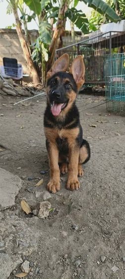 เยอรมันเชพเพิร์ด  เฝ้าบ้านเฝ้าสวนดีมาก รูปที่ 3