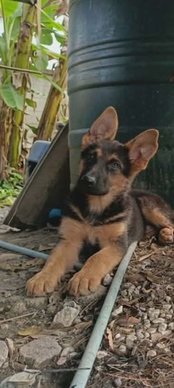 เยอรมันเชพเพิร์ด เฝ้าบ้านเก่ง รักเจ้าของ รูปที่ 2