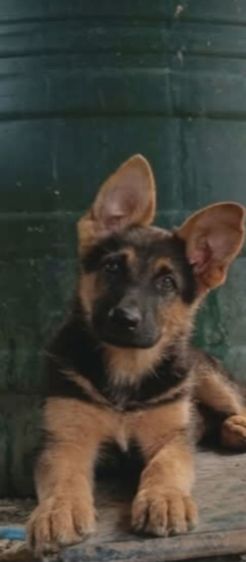 เยอรมันเชพเพิร์ด (German Shepherd) ใหญ่ เยอรมันเชพเพิร์ด เฝ้าบ้านเก่ง รักเจ้าของ