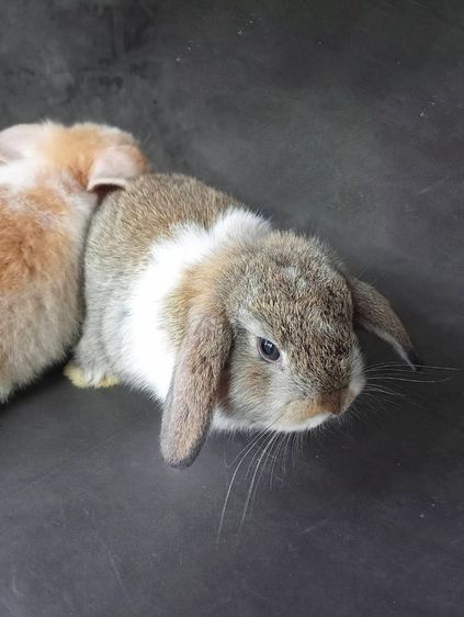 กระต่ายหลายสายพันธุ์ รูปที่ 4