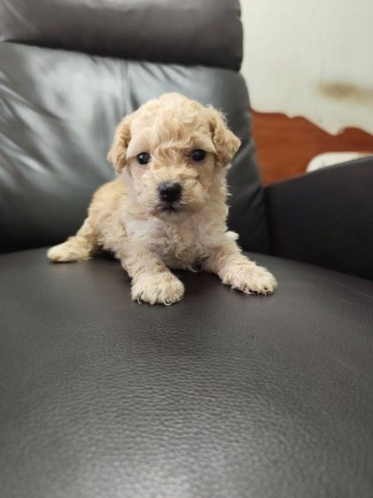 พุดเดิ้ลทอยอุดร เพศผู้ รูปที่ 2