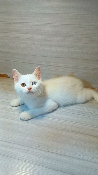 ขาวมณี (Khao Manee) แมวขาวมณีตาสองสี เพศผู้ สวยไม่มีตำหนิ วัคซีนแล้ว1เข็มก่อนย้ายตรวจหัดแมวฟรีรับประกันเอดส์แมวกับรูคีเมียคะ