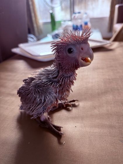 กระตั้วกาล่า รูปที่ 2