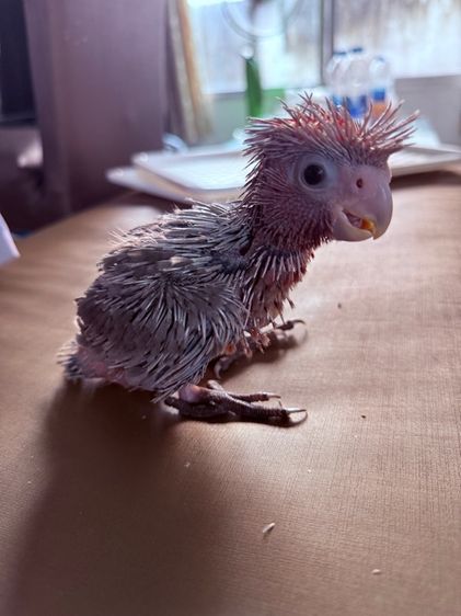 กระตั้วกาล่า