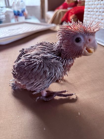 กระตั้วกาล่า รูปที่ 3