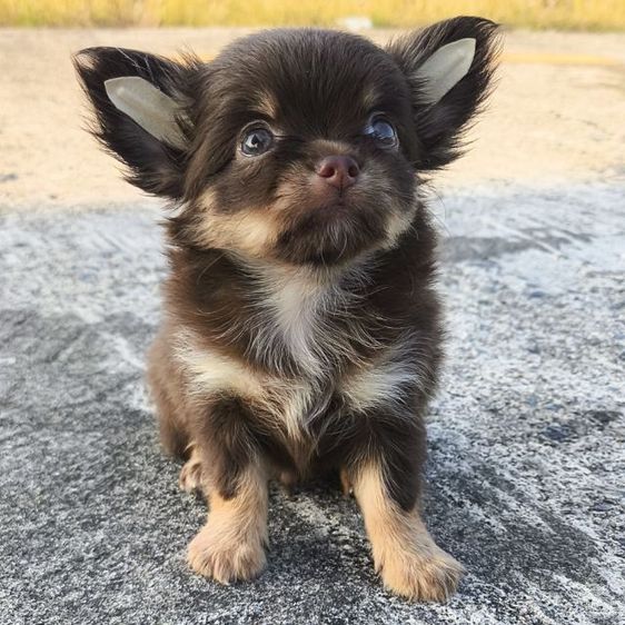 ชิวาวา (Chihuahua) เล็ก ด.ช. ชิวาวา