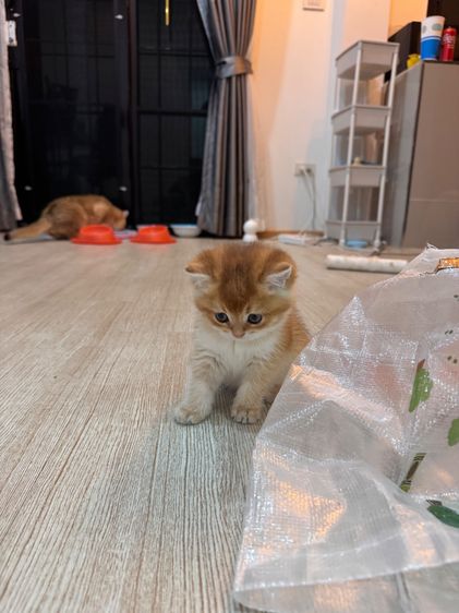 บริติช เพศ ชาย และ หญิง รูปที่ 6