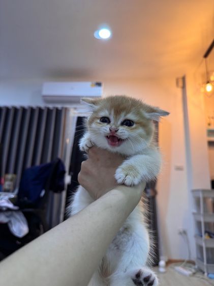 บริติช เพศ ชาย และ หญิง รูปที่ 5