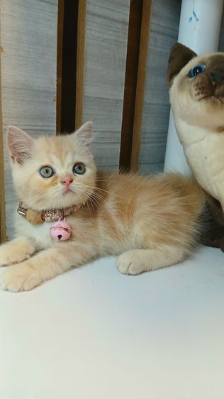 สก็อตติช โฟลด์ (Scottish Fold) แมวสก้อตติช สีส้ม เพศเมีย ก่อนย้ายตรวจหัดแมวฟรีรับประกันเอดส์แมวกับรูคีเมียคะ