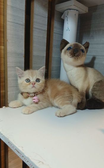 แมวสก้อตติช สีส้ม เพศเมีย ก่อนย้ายตรวจหัดแมวฟรีรับประกันเอดส์แมวกับรูคีเมียคะ รูปที่ 2