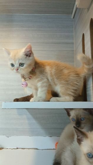 แมวสก้อตติช สีส้ม เพศเมีย ก่อนย้ายตรวจหัดแมวฟรีรับประกันเอดส์แมวกับรูคีเมียคะ รูปที่ 3