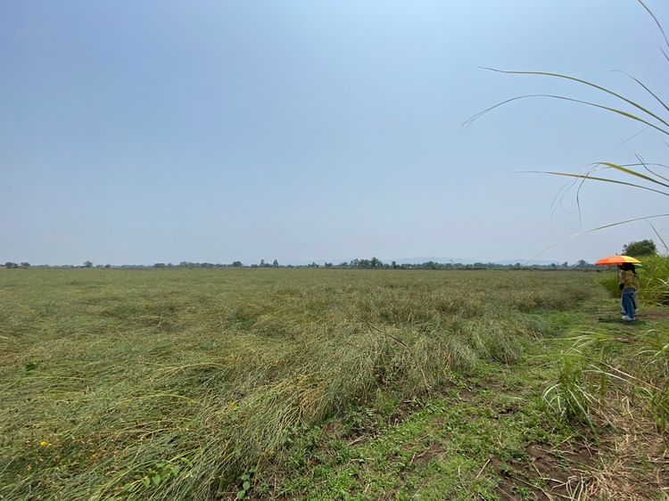 ขายที่นา บ้านปู่เจ้า ต.ห้วยโป่ง (ต่อรองราคาได้) รูปที่ 3