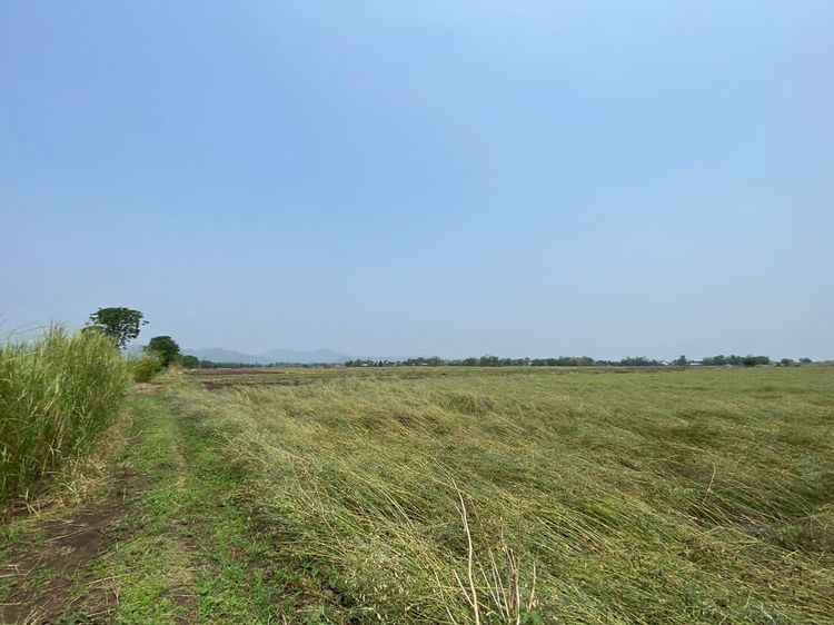 ขายที่นา บ้านปู่เจ้า ต.ห้วยโป่ง (ต่อรองราคาได้) รูปที่ 2