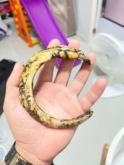 เขี้ยวหมูป่าตัน รูปที่ 6