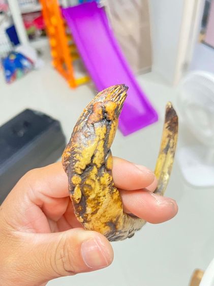 เขี้ยวหมูป่าตัน รูปที่ 3