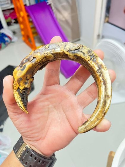 เขี้ยวหมูป่าตัน รูปที่ 5