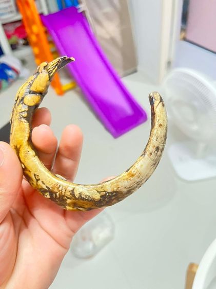 เขี้ยวหมูป่าตัน