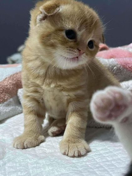 สก็อตติช  เด็กชาย หูพับ  พร้อมส่ง 😻🫶🏡 รูปที่ 2