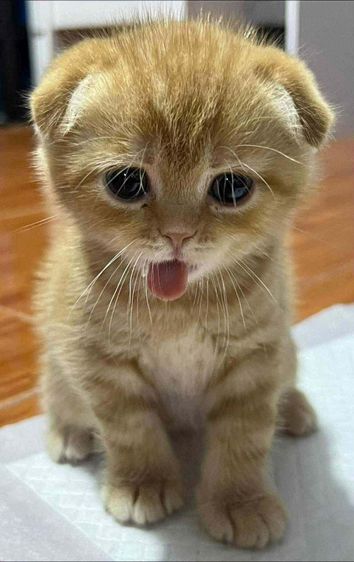 สก็อตติช  เด็กชาย หูพับ  พร้อมส่ง 😻🫶🏡