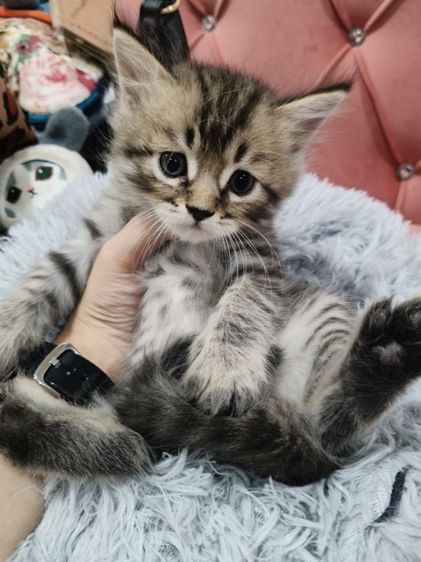 เด็กชาย พร้อมย้าย🫶🏡🏠 รูปที่ 3