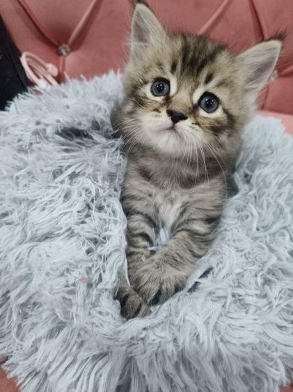 เด็กชาย พร้อมย้าย🫶🏡🏠 รูปที่ 4