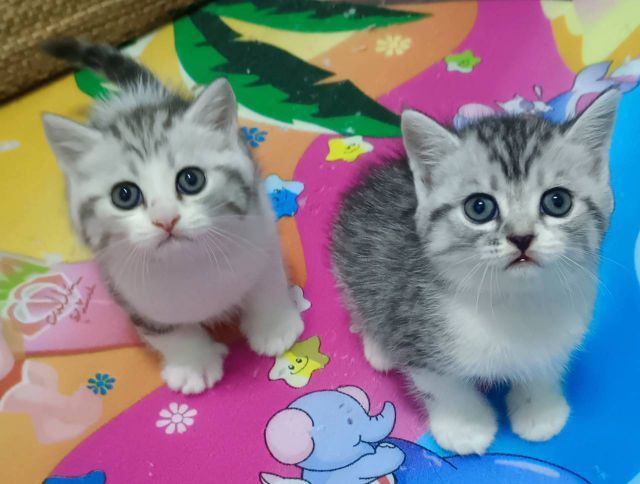 ขายแมวสก็อตติชโฟล์เพศหญิงทั้ง2