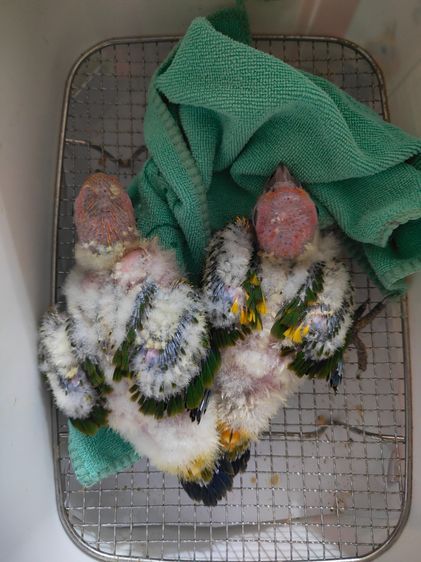 ลูกนกซันคอนัวร์ รูปที่ 3