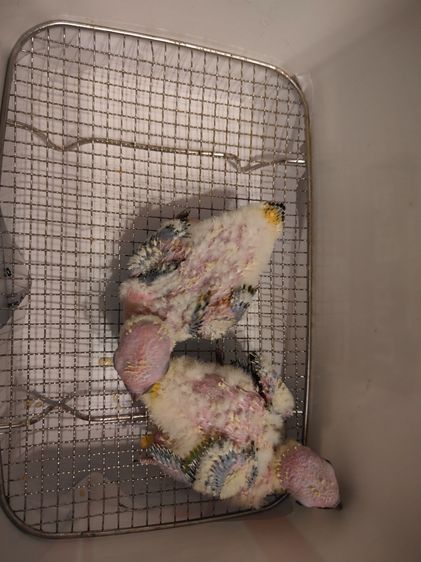 ลูกนกซันคอนัวร์ รูปที่ 2