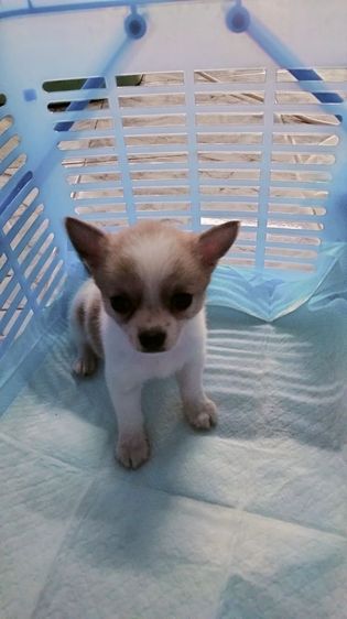 ชิวาว่า รูปที่ 2