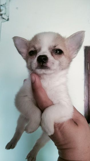 ชิวาว่า รูปที่ 12