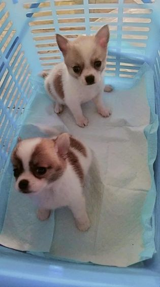 ชิวาวา (Chihuahua) เล็ก ชิวาว่า