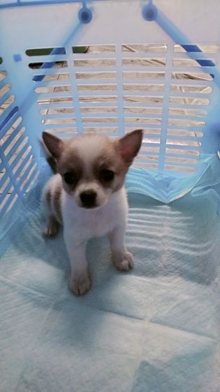 ชิวาว่า รูปที่ 3