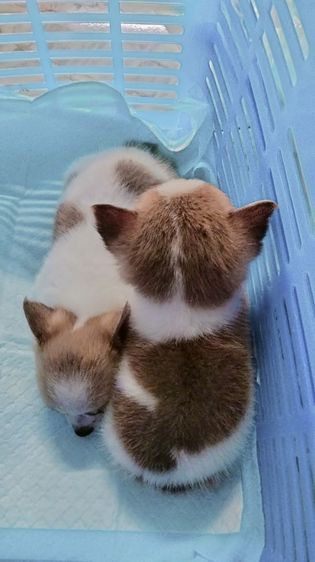 ชิวาว่า รูปที่ 8