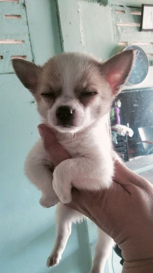 ชิวาว่า รูปที่ 10