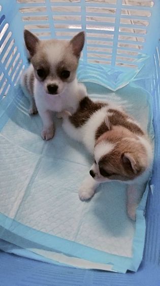 ชิวาว่า รูปที่ 9