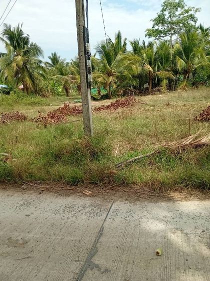 ขายที่ดินเขตเทศบาลนางรอง ใกล้วิทยาลัยเทคนิคนางรอง ที่ติดถนนคอนกรีต น้ำไฟเข้าถึง สนใจทักหา 063-7864226 พูดคุยต่อรองกันได้