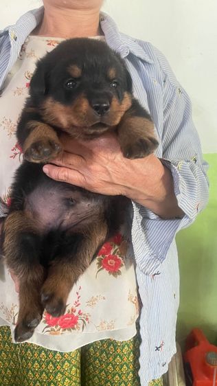 ร็อตไวเลอร์ ผู้ รูปที่ 2