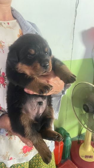 ร็อตไวเลอร์ ผู้ รูปที่ 3