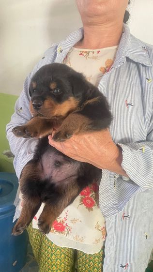 ร็อตไวเลอร์ ผู้ รูปที่ 4