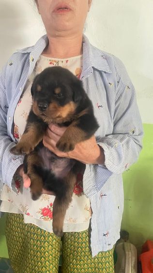 ร็อตไวเลอร์ (Rottweiler) ใหญ่ ร็อตไวเลอร์ ผู้