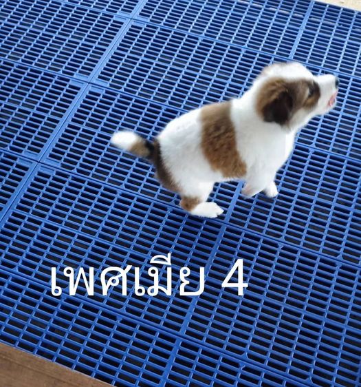 ลูกสุนัขบางแก้วเพศเมียพ่อแท้แม่แท้ รูปที่ 6