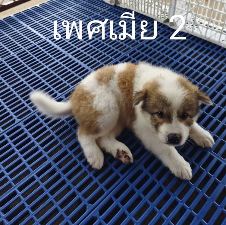 ลูกสุนัขบางแก้วเพศเมียพ่อแท้แม่แท้ รูปที่ 4