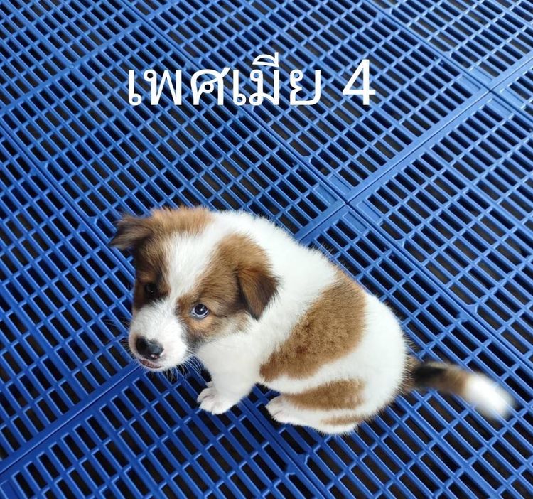 ลูกสุนัขบางแก้วเพศเมียพ่อแท้แม่แท้ รูปที่ 5