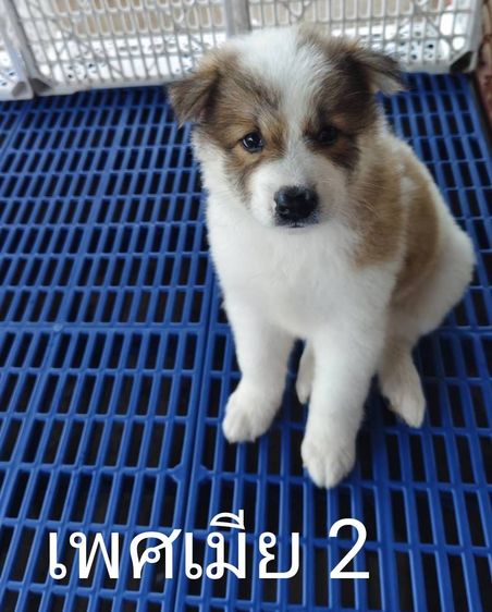 ลูกสุนัขบางแก้วเพศเมียพ่อแท้แม่แท้ รูปที่ 3