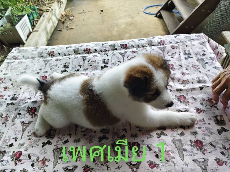 ลูกสุนัขบางแก้วเพศเมียพ่อแท้แม่แท้ รูปที่ 2