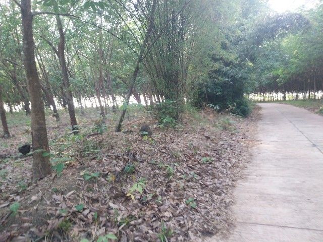 ใช่ ขายสวนยางพารา..โฉนดที่ดินหลายแปลงในเขตเทศบาลเมืองและใกล้เคียง รูปที่ 4